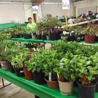 plantsale3.jpg